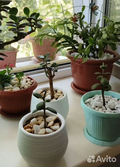 Продаются укоренённые ростки Денежного Дерева