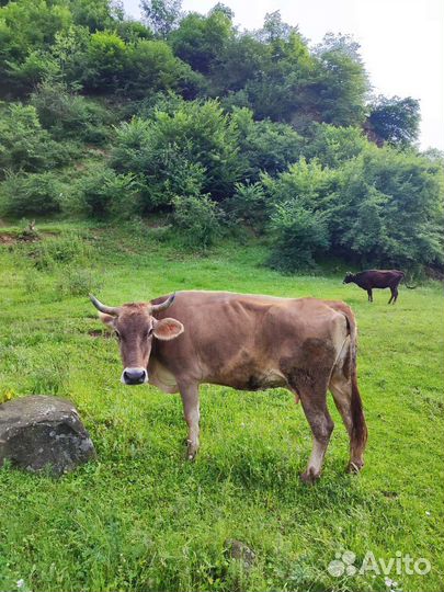 Корова высокоудойная щвицкая