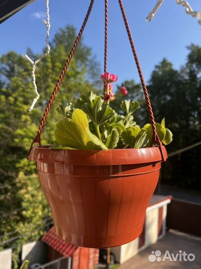 Пеларгония герань (Пинто Премиум)