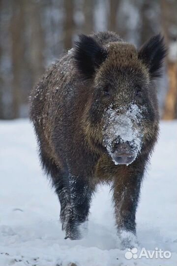 Продам Кабанов