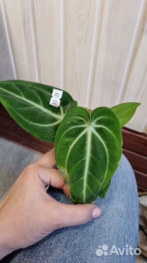 Антуриум Anthurium villenaorum