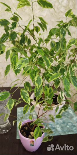 Фикус бенджамина пестролистный