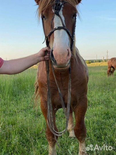 Жеребец тяжеловоз