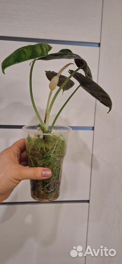 Алоказия Азлани