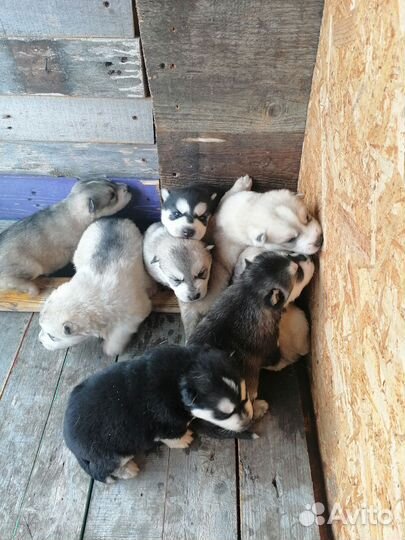 Щенки сибирской хаски