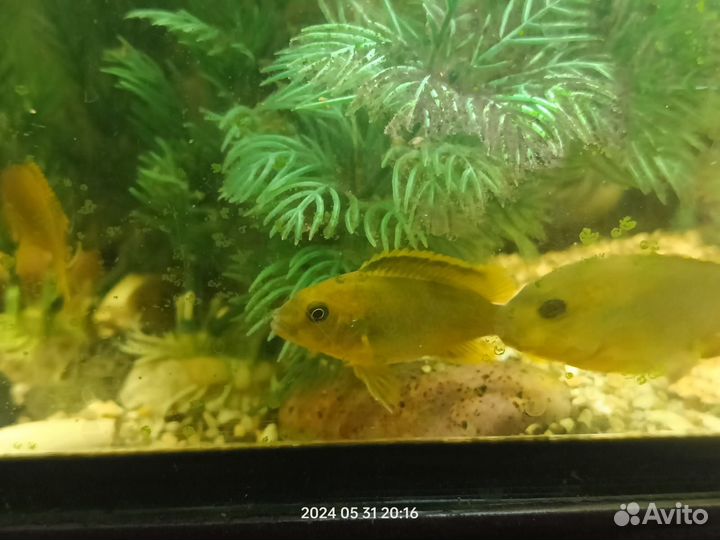 Рыбки цихлиды