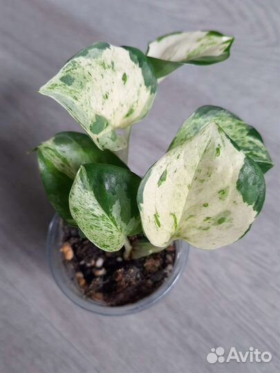 Сциндапсусы. Эпипремнумы 4 вида