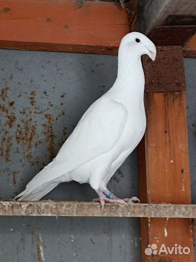 Голуби почтовые, русские