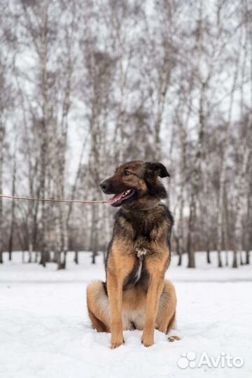 Зира умница в добрые руки