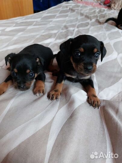 Тойчики мальчик и девочка