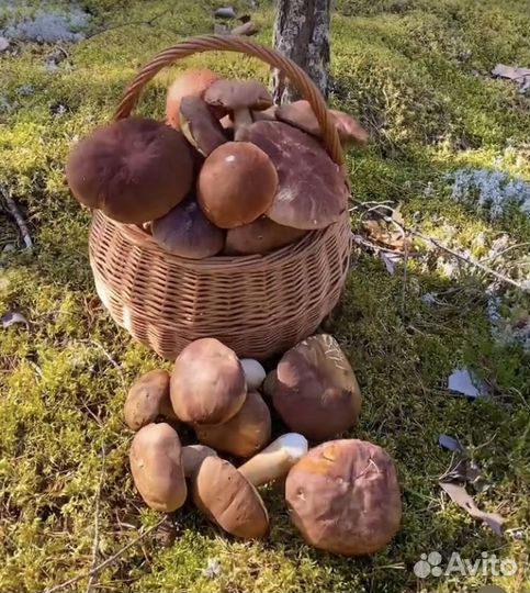 Грибы свежие с доставкой