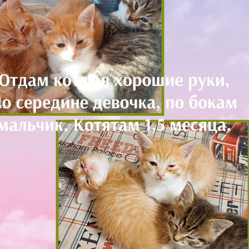 Котята в добрые руки