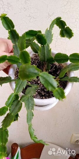 Цветок декабрист