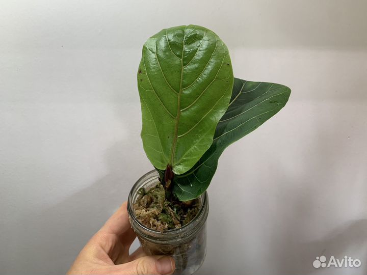 Фикус лирата колумнарис