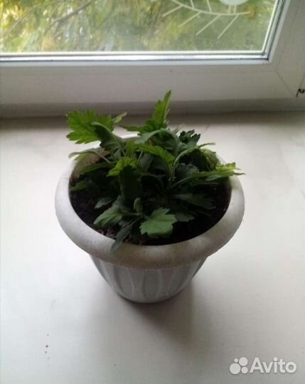 Комнатные цветы