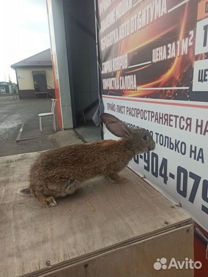 Продам кроликов подростков