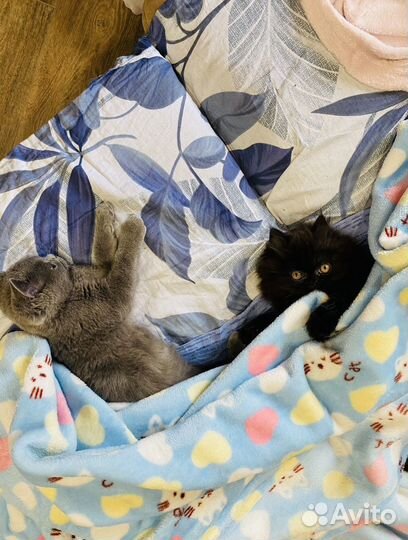 Зооняня, передержка в хороших условиях