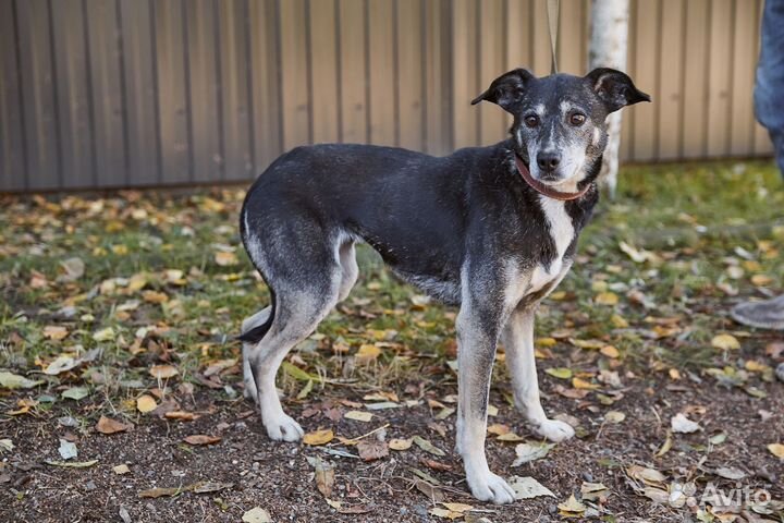 В добрые руки хорошая собака Грейс