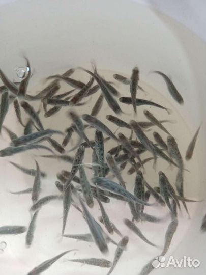 Малек в пруд