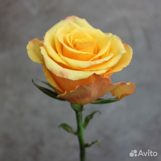 Саженцы желтой чайно-гибридной розы Тайкун