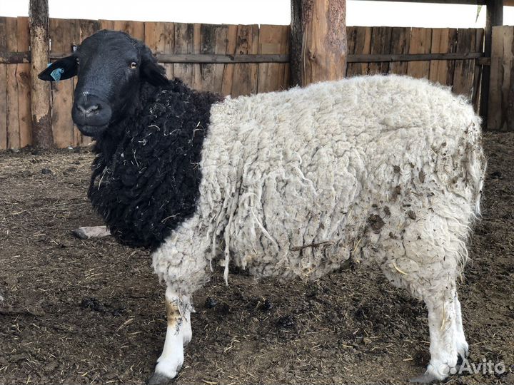 Катумские бараны