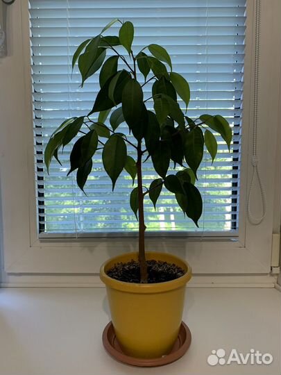 Фикус бенджамина, фикус