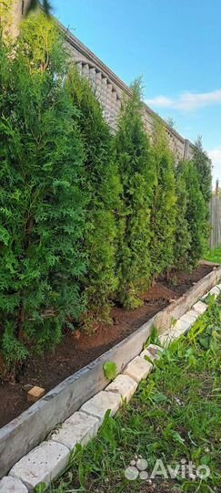 Туя смарагд