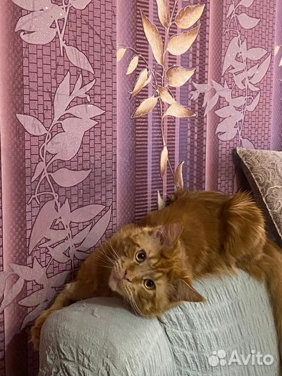 Кот мейн-кун вязка