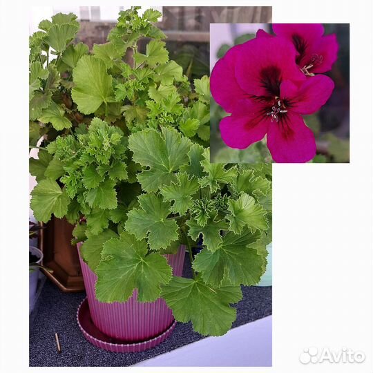 Пеларгония