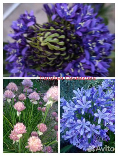 Луки декоративные (алиум) агапантус (африканская л