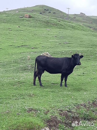 Коровы молодые