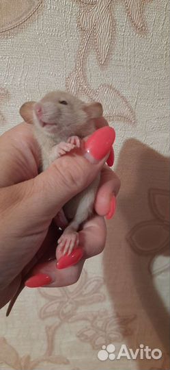 Крысята дамбо