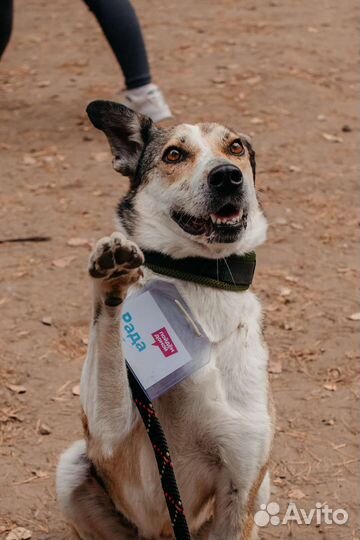 Собаки бесплатно в добрые руки