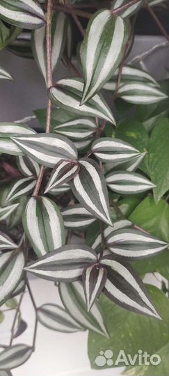 Традесканции