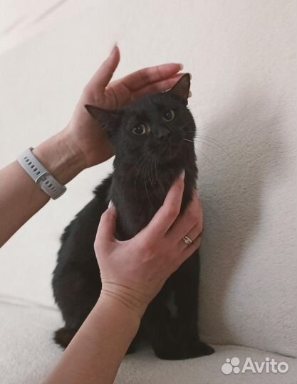 Котик подросток ищет дом