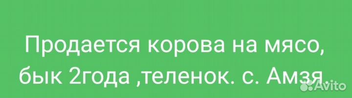 Корова бык телёнок