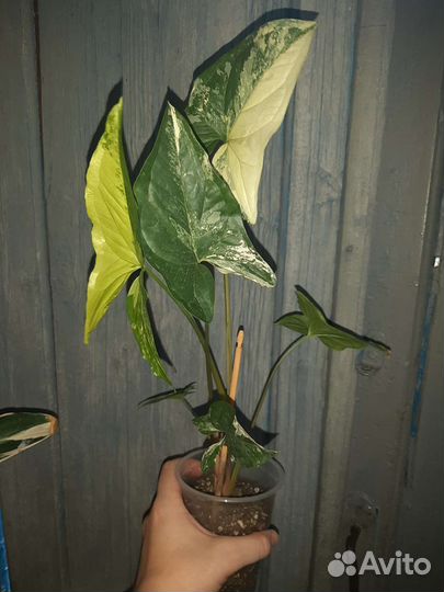 Сингониум Империал вайт, Батерфляй