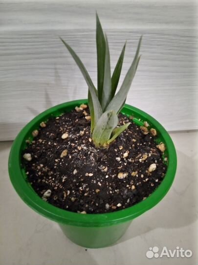 Банан Киевский карлик, Ананас Амиго