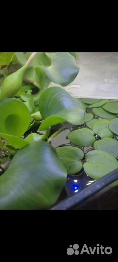 Водный гиацинт