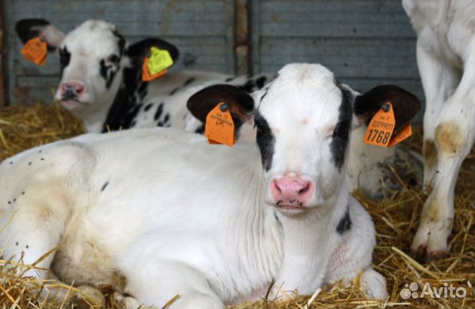 Телята бычки отборные