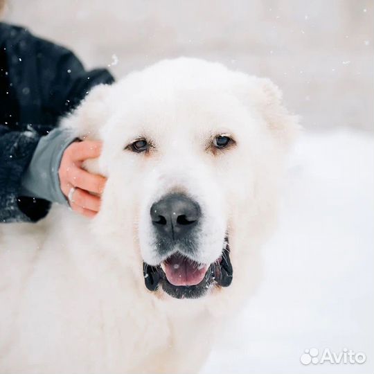 Среднеазиатская овчарка Гриша из приюта бесплатно