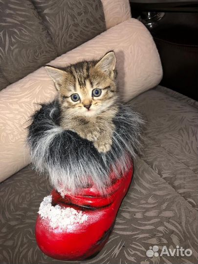 Кошка в дар бесплатно