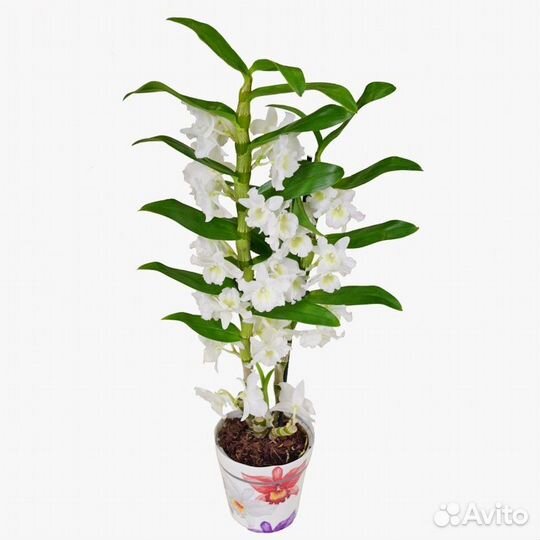 Дендробиум орхидея