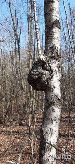 Сувель березовый