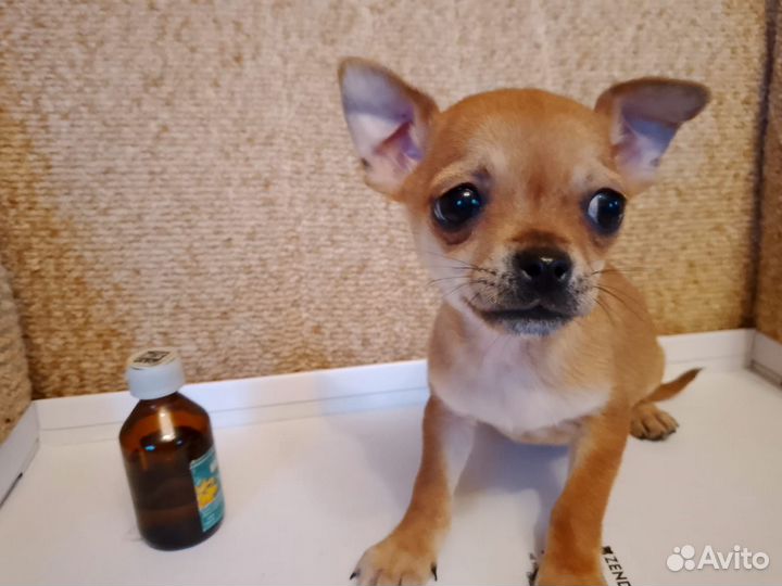 Щенки чихуахуа супер мини