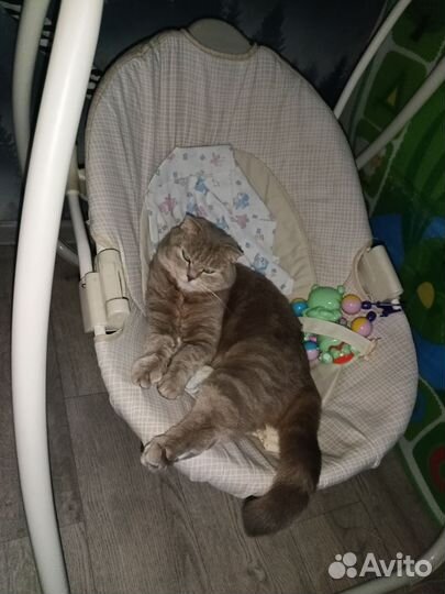Шотландская вислоухая кошка в добрые руки
