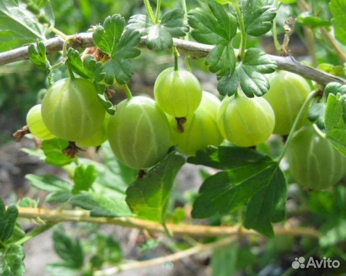 Саженцы крыжовника Берилл