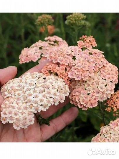 Тысячелистник декоративный многолетник, рассада