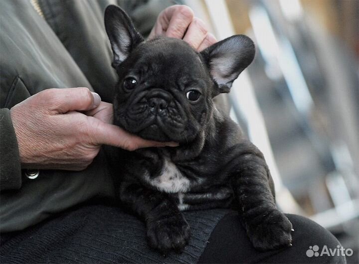 Французский бульдог щенок девочка Клубная