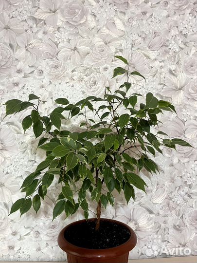 Фикус бенджамина Кинки